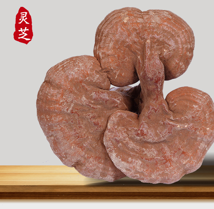 帶粉赤靈芝詳情--_08