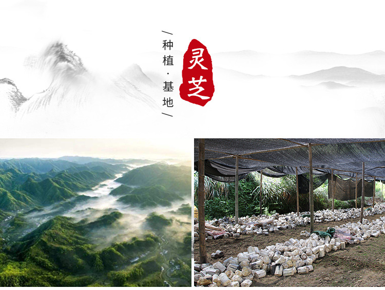 帶粉赤靈芝詳情--_09