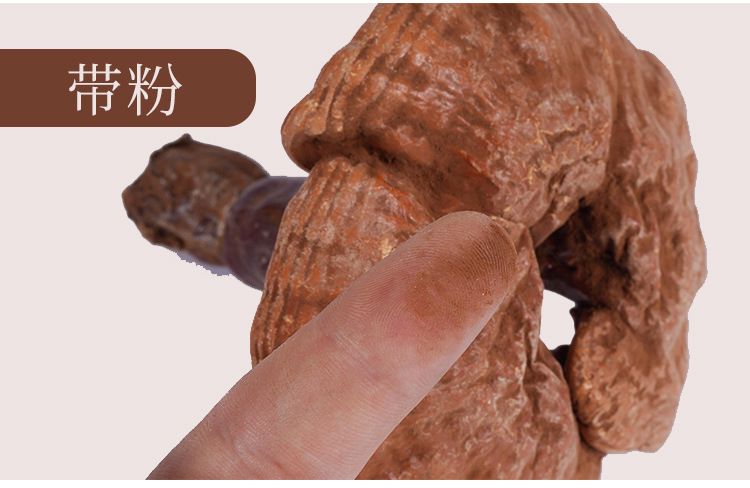 帶粉赤靈芝詳情--_18