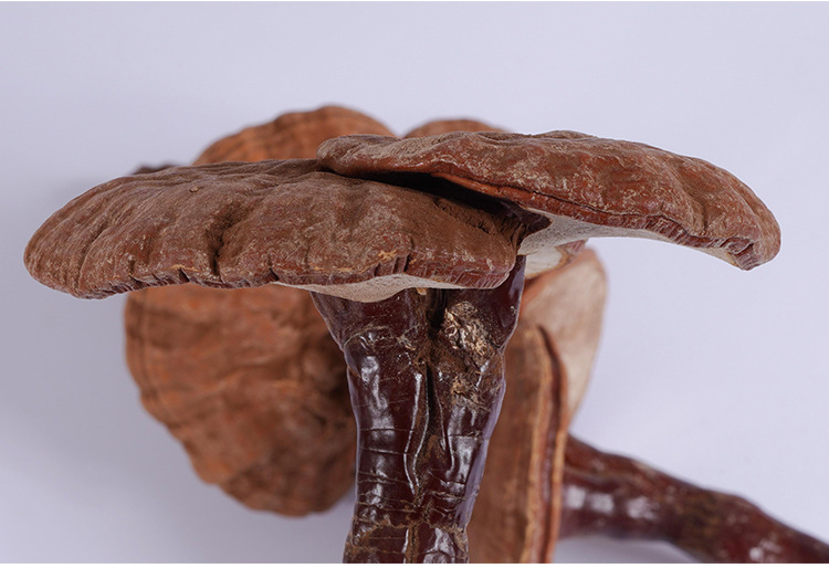 帶粉赤靈芝詳情--_14