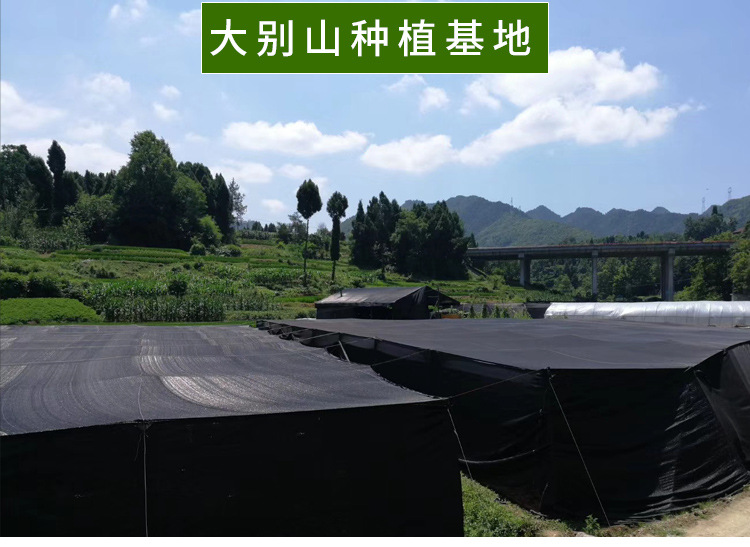 帶粉赤靈芝詳情--_10