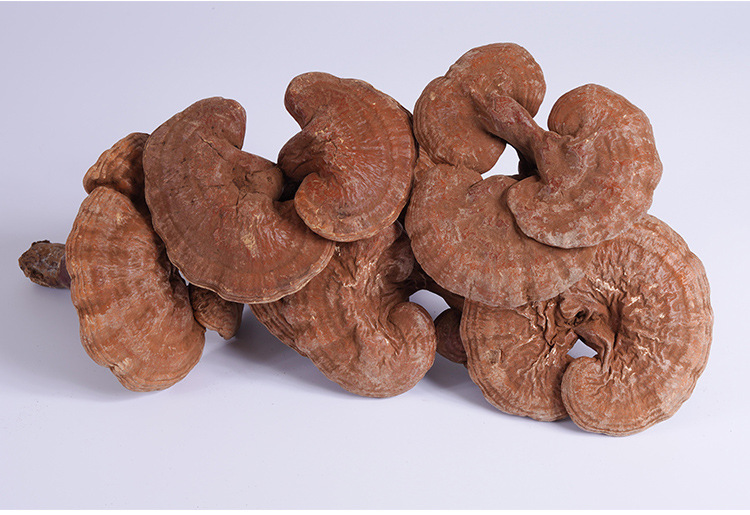 帶粉赤靈芝詳情--_21