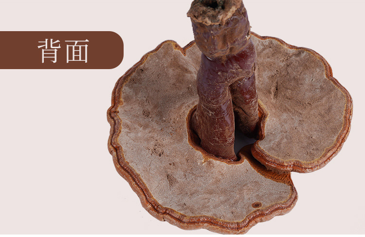 帶粉赤靈芝詳情--_17