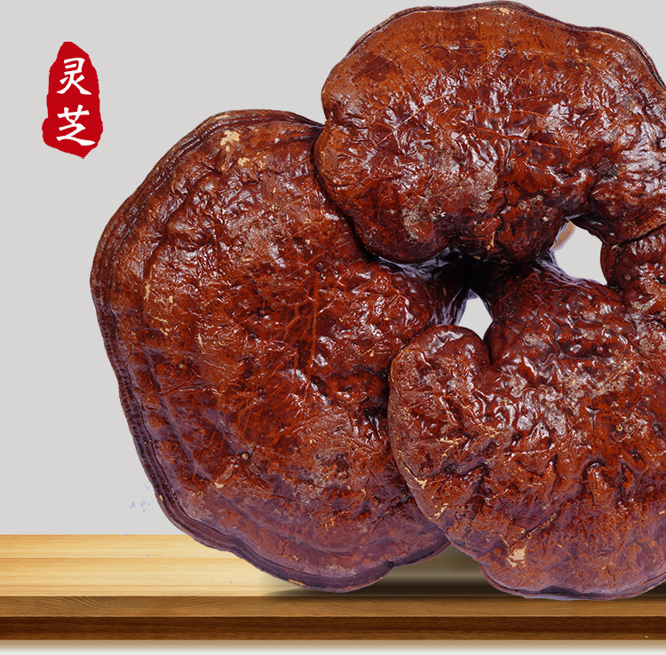 蒸赤靈芝--_13