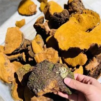 西藏桑黃 產(chǎn)地直供 網(wǎng)紅 抖音直播同款 散裝桑黃 可切塊 桑黃批發(fā)