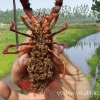 鮮活水產(chǎn)品養(yǎng)殖 宜城大蝦蝦苗、小龍蝦種苗直供