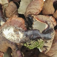 長白山東北特產(chǎn)松杉靈芝 東北特產(chǎn)批發(fā)松杉靈芝白心白肉靈芝松杉