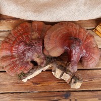 長白山新鮮松杉靈芝 東北特產(chǎn)新鮮林下松杉靈芝