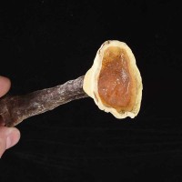 中藥材批發(fā)零售金邊靈芝新貨紫靈芝無硫金邊靈芝可切靈芝片可代發(fā)