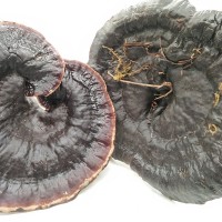 亳鑫榮紫靈芝 產(chǎn)地大貨供應(yīng) 紫黑靈芝個(gè) 紫靈芝片 散裝供應(yīng)
