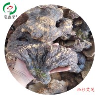 亳鑫榮松杉靈芝菌香濃郁長白山區(qū) 500g一斤山農(nóng)一手貨源赤芝通用