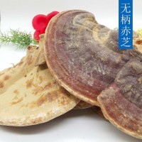 無柄赤芝 赤靈芝 其他各種靈芝聯(lián)系客服 中藥材農(nóng)副產(chǎn)品批發(fā)