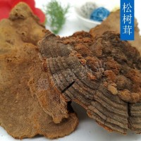 松樹茸 松針層孔菌 松針靈芝 松樹靈芝 各系列靈芝咨詢客服