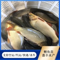 鯉魚苗 魚塘養(yǎng)殖專用 魚產業(yè)基地專供 優(yōu)質水產 品種多樣