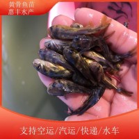各類活魚苗 存活率高 抗病能力強 品質優(yōu)良 能適應各種環(huán)境