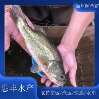 優(yōu)鱸一號魚苗 人工飼料養(yǎng)殖 產(chǎn)量大 養(yǎng)殖周期短 活動范圍小