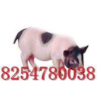 巴馬香豬養(yǎng)殖場藏香豬能長多大大白豬出售豬仔子供應(yīng)