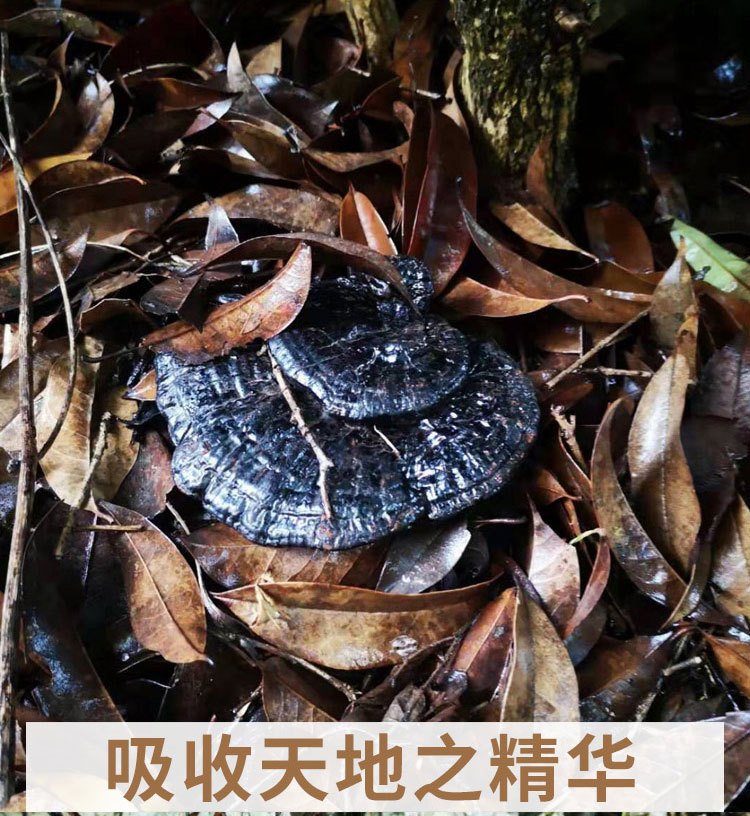 黑靈芝-詳情_(kāi)10