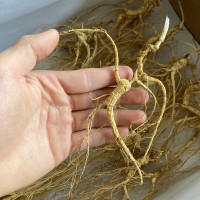 長白山人參 15年林下山參 干人參林下籽參