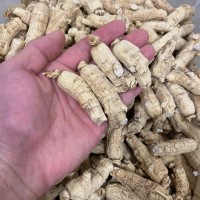 500g西洋參整枝 長白山花旗參段正品10克西洋參