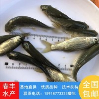 淡水人工養(yǎng)殖 草鯇魚苗 草魚苗 可活體運輸-春豐水產