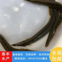 刺鰍魚苗 易成活3-8公分泥鰍魚苗 抗病害淡水鋼鰍苗刀鰍供應