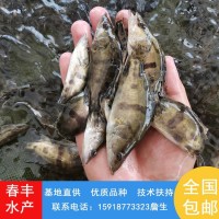 翹嘴鱖魚苗 高密度養(yǎng)殖桂花魚苗基地 指導技術提供