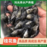 翹嘴桂花魚(yú)翹嘴魚(yú) 桂魚(yú)苗及成品魚(yú) 鱖魚(yú)苗 漁場(chǎng)基地供應(yīng)