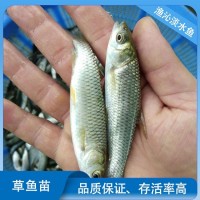 草魚(yú)苗 魚(yú) 苗批發(fā)基地直發(fā) 易養(yǎng)生長(zhǎng)快 提供專(zhuān)業(yè)技術(shù)支持