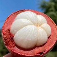 【泰國山竹】當季鮮果老樹麻竹軟糯香滑5斤4A5A新鮮水果一件代發(fā)