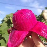 【海南金都一號紅心火龍果】現(xiàn)摘現(xiàn)發(fā)5斤非白心新鮮水果一件代發(fā)