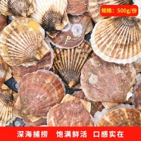 扇貝鮮活新鮮生鮮海鮮水產蒜蓉粉絲大扇貝超大燒烤扇貝肉野生冰鮮