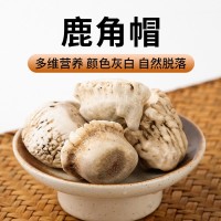 鹿角帽正品長(zhǎng)白山產(chǎn)地鹿角鹿托盤(pán)吉林鹿鄉(xiāng)梅花鹿角帽