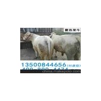 璧山縣璧泉街道肉牛犢養(yǎng)殖魯西黃夏洛萊利木贊西門塔爾牛養(yǎng)殖場(chǎng)