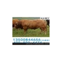 璧山縣青杠街道肉牛犢養(yǎng)殖魯西黃夏洛萊利木贊西門塔爾牛養(yǎng)殖場(chǎng)