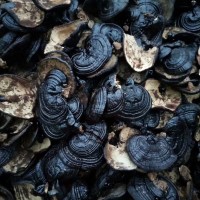 今年新貨紫芝 產(chǎn)地大量供紫靈芝 自產(chǎn)自銷