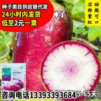 永紅冰淇淋蘿卜種子 廠家批發(fā)紫皮紅芯穿心紅水果蘿卜籽 菜園陽臺