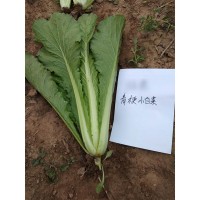 南韓優(yōu)先小白菜種子400g罐裝葉色翠綠生長速度快蔬菜種子公司批發(fā)