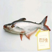 人工飼養(yǎng)巴沙魚 活魚發(fā)貨 農(nóng)業(yè)水產(chǎn)魚類 市場(chǎng)青睞魚種