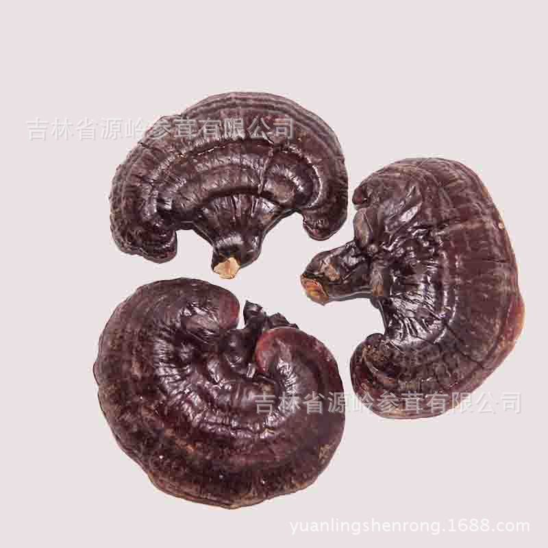 紫靈芝5