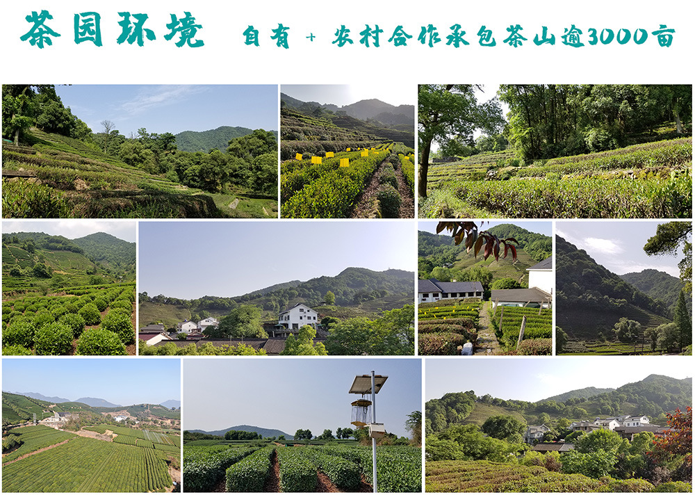 決定茶葉質(zhì)量的四大要素