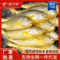 連云港小黃魚黃花魚凍貨冰鮮海鮮批發(fā)冷凍水產(chǎn)