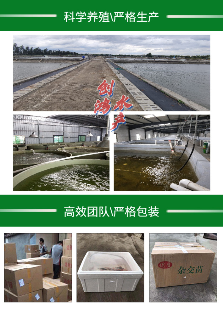 新作詳情頁2羅非魚苗-8