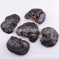 冠縣靈芝廠家批發(fā)泰山赤靈芝 紫靈芝 黑靈芝 山東靈芝 康瑞黑靈芝
