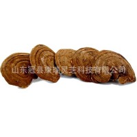 帶孢子粉泰山赤靈芝 赤靈芝大片 山東靈芝 冠縣靈芝基地批發(fā)黑芝