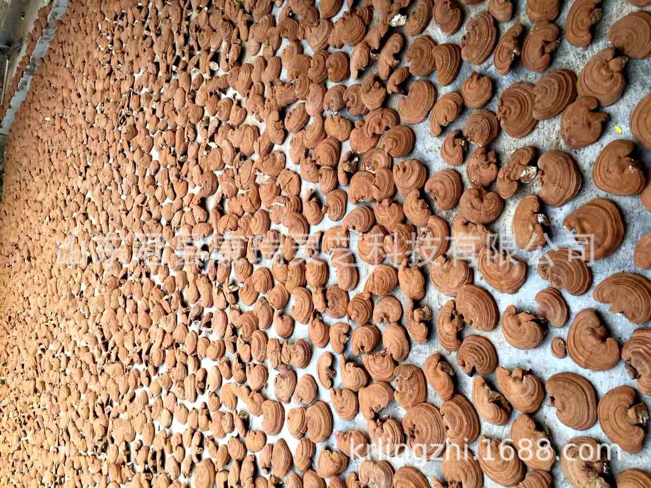 mmexport1500875075772