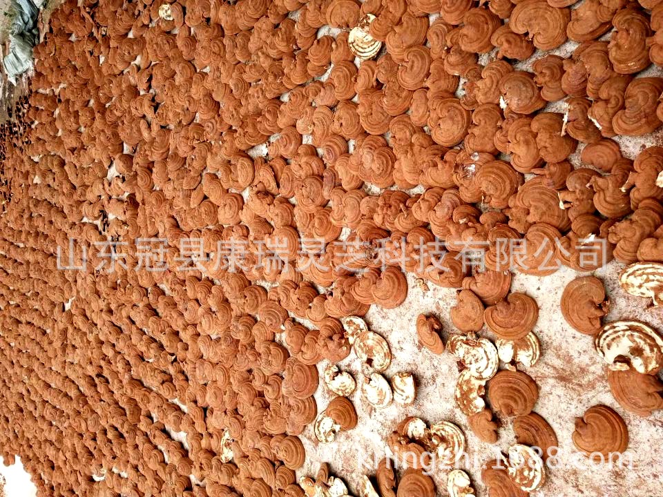 QQ圖片20181120131614