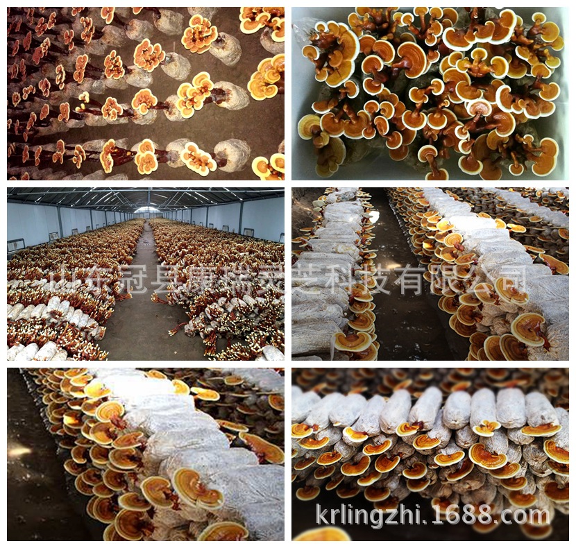 光影魔術(shù)手拼圖22