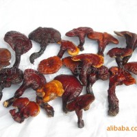 野生靈芝 大別山野生靈芝 霍山靈芝 野生赤靈芝 大別山野生靈芝