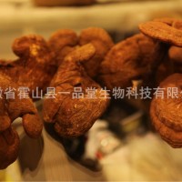 供應(yīng)椴木赤靈芝、椴木靈芝、霍山靈芝、大別山靈芝